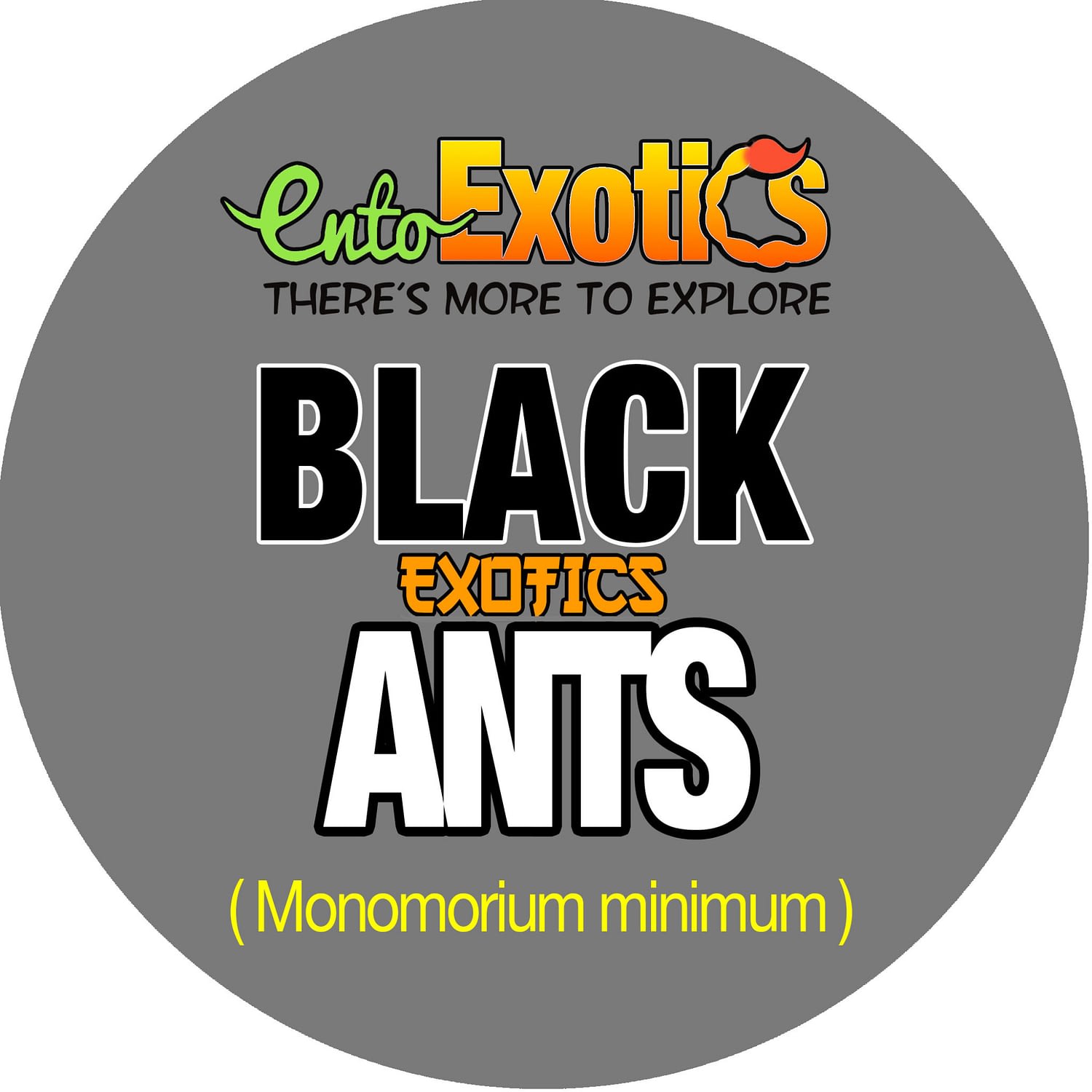 Bulk Black Ants