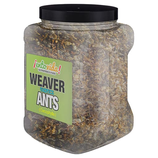 Weaver Ants Wholesale