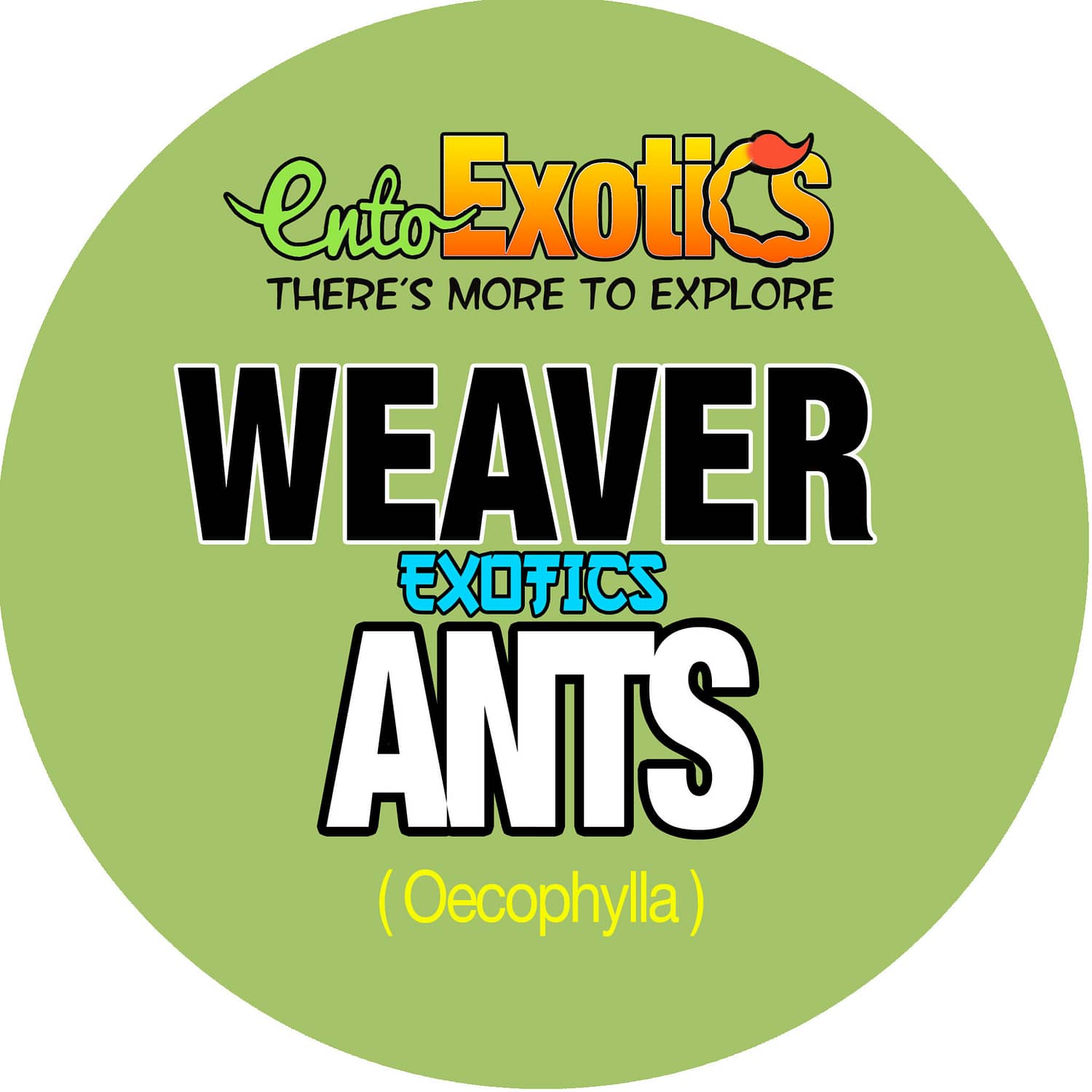 Bulk Weaver Ants