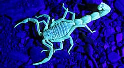 Glowing-Scorpion